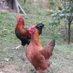 Описание порода пилета velzumer с красиви снимки на нейни представители