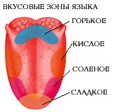 Органи відчуттів
