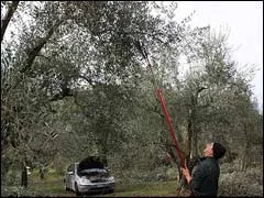 Olive betakarítás gyümölcsök és olajkitermelő