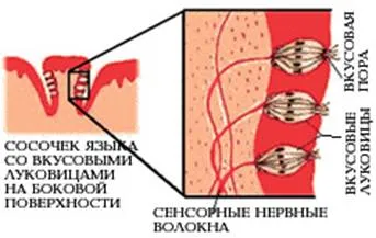 Органи відчуттів