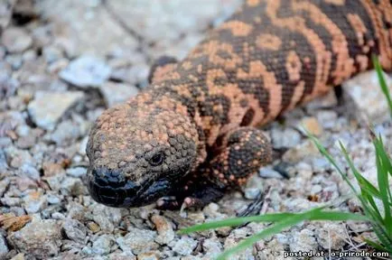 Veszélyes Gila Monster - 25 fotó - kép - képek természetes világ