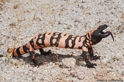 Veszélyes Gila Monster - 25 fotó - kép - képek természetes világ