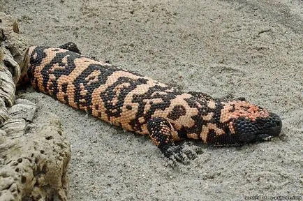 Veszélyes Gila Monster - 25 fotó - kép - képek természetes világ