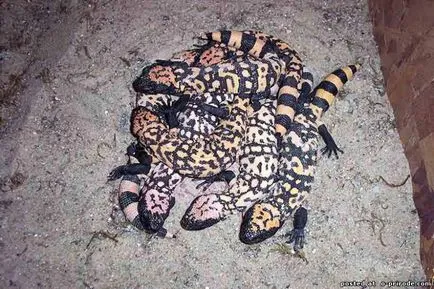 Veszélyes Gila Monster - 25 fotó - kép - képek természetes világ