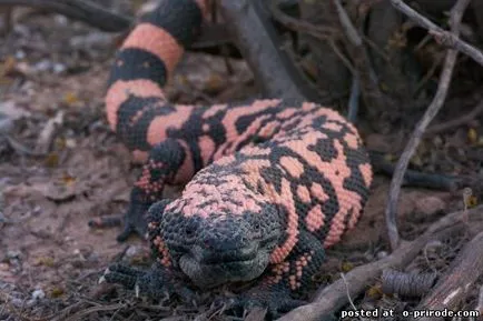 Veszélyes Gila Monster - 25 fotó - kép - képek természetes világ