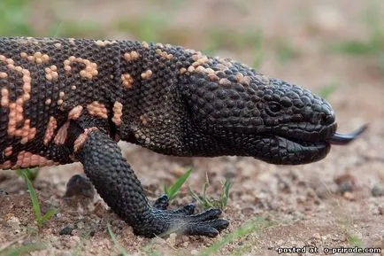 Veszélyes Gila Monster - 25 fotó - kép - képek természetes világ