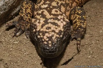 Veszélyes Gila Monster - 25 fotó - kép - képek természetes világ