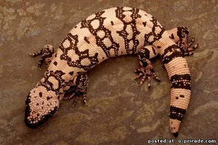 Veszélyes Gila Monster - 25 fotó - kép - képek természetes világ