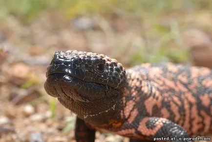 Veszélyes Gila Monster - 25 fotó - kép - képek természetes világ