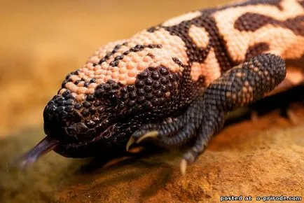 Veszélyes Gila Monster - 25 fotó - kép - képek természetes világ