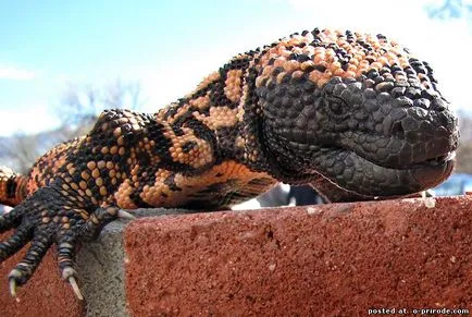 Veszélyes Gila Monster - 25 fotó - kép - képek természetes világ