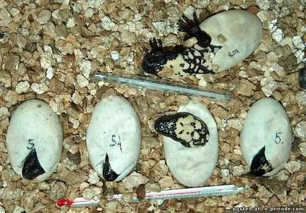 Veszélyes Gila Monster - 25 fotó - kép - képek természetes világ