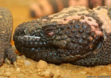 Veszélyes Gila Monster - 25 fotó - kép - képek természetes világ