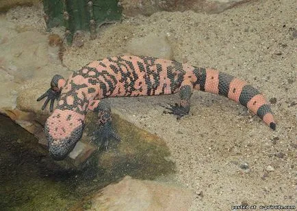 Veszélyes Gila Monster - 25 fotó - kép - képek természetes világ