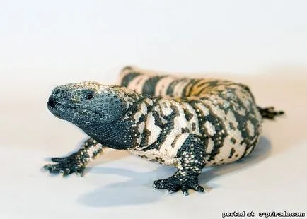 Veszélyes Gila Monster - 25 fotó - kép - képek természetes világ