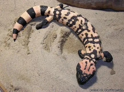 Veszélyes Gila Monster - 25 fotó - kép - képek természetes világ