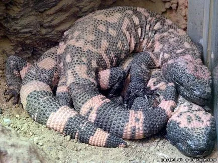 Veszélyes Gila Monster - 25 fotó - kép - képek természetes világ