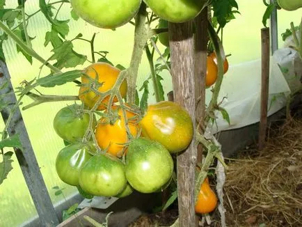 descrierea caracteristicilor de cultivare varietate de tomate trufa