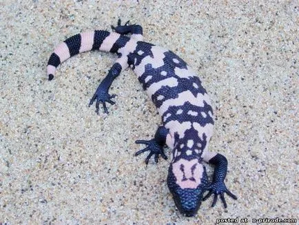 Veszélyes Gila Monster - 25 fotó - kép - képek természetes világ