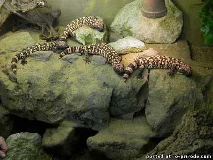 Veszélyes Gila Monster - 25 fotó - kép - képek természetes világ