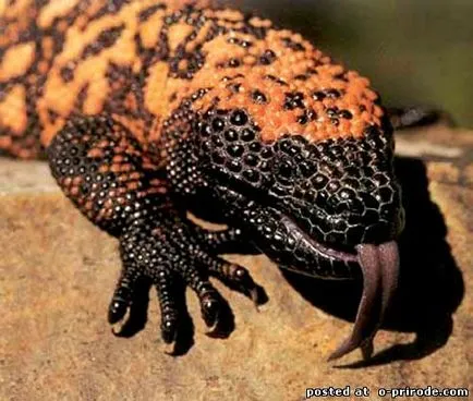 Veszélyes Gila Monster - 25 fotó - kép - képek természetes világ