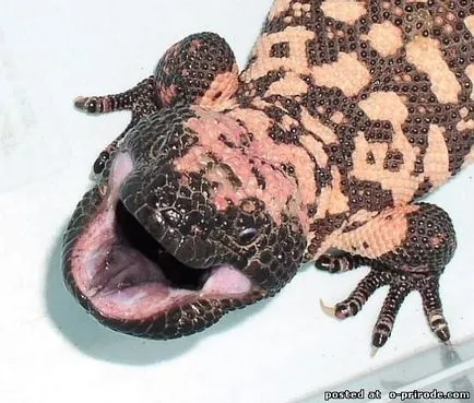 Veszélyes Gila Monster - 25 fotó - kép - képek természetes világ