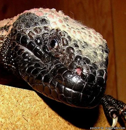 Veszélyes Gila Monster - 25 fotó - kép - képek természetes világ