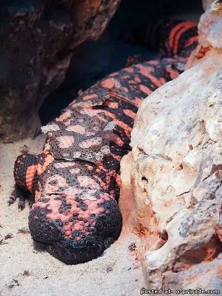 Veszélyes Gila Monster - 25 fotó - kép - képek természetes világ