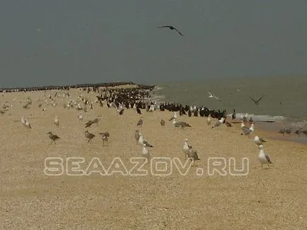 Почивка с деца, и жилище на Азовско море, без посредници - Dolzhanskaya обич Dolzhanka - Dolzhanka -