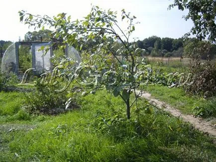 Характеристики ябълка засаждане