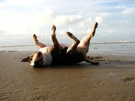 Jellemzői karakter bull terrier