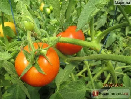 Legume tomate sau tomate - „Totul despre tomate, și cum să se facă distincția de tomate obișnuite gidrelennye