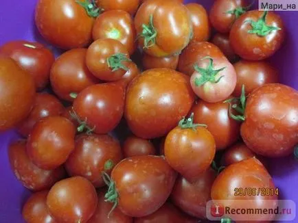 Legume tomate sau tomate - „Totul despre tomate, și cum să se facă distincția de tomate obișnuite gidrelennye