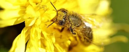 Polenul de albine și de aplicare proprietăți