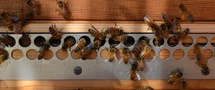 Polenul de albine și de aplicare proprietăți