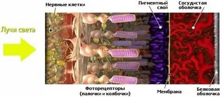 Прътовете и шишарки на ретината - структурата и функцията