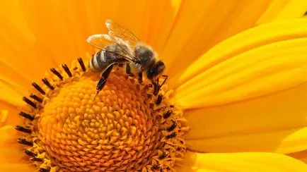 Пчелен прашец и приложни свойства