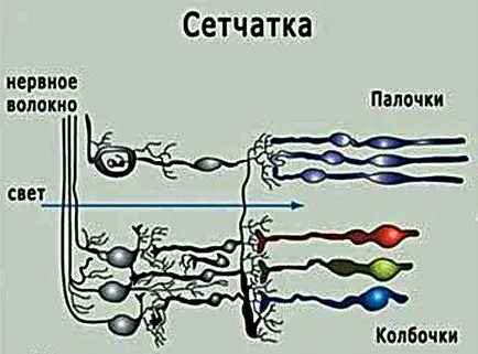 Tije si conuri ale retinei - structura și funcția