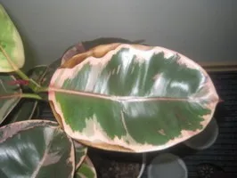 Защо Ficus оставя нулира, еластичен, какво да се прави, когато листата падат