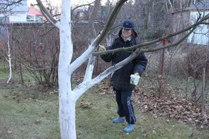 Боядисване с вар ябълка кога, какво и по кое време да държи варосване на дърветата в градината, през есента, преди зимата