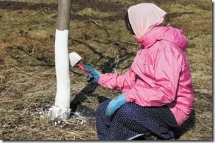 Blanch az almafák ősszel vagy tavasszal, amikor jobb, ha mész gyümölcs különböző évszakokban