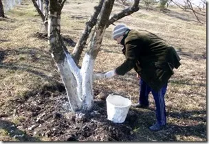 Blanch ябълковите дървета през есента или пролетта, когато тя е по-добре да замазване плодове в различните сезони