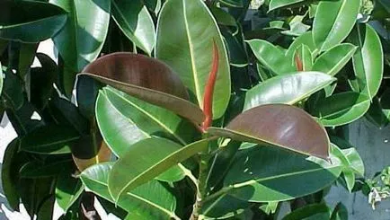 Miért Ficus elhagyja visszaáll, elastica, mit kell tenni, amikor a levelek lehullanak