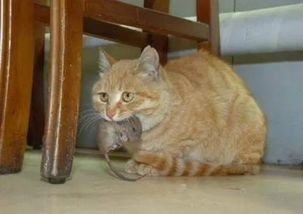 Miért macskák egeret fogni nalatty - családi ház