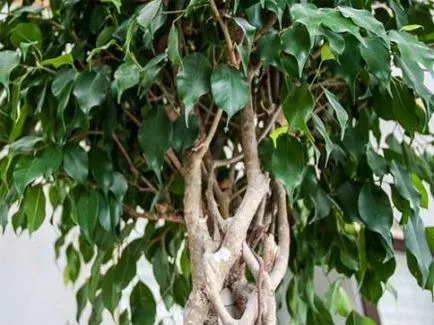 De ce ficus picături frunze și că ar trebui să fie făcut