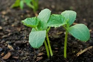 Защо Dieffenbachia оставя усукани магически растения