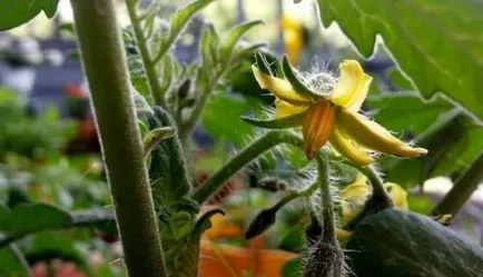 De ce se încadrează flori la tomate în seră, și ce să facă