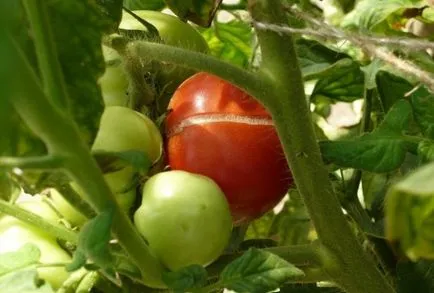 De ce sparge roșiile verzi, exploziile de tomate, fotografii și video