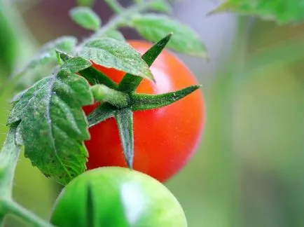 De ce sparge roșiile verzi, exploziile de tomate, fotografii și video