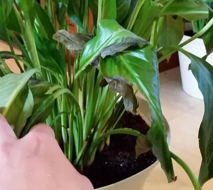 De ce este uscat și frunzele rândul său negru la vârfurile Spathiphyllum